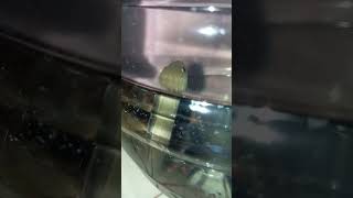 memelihara ikan gabus hias di dalam jerigen bekas
