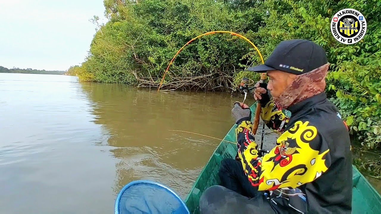 Mancing udang galah air surut udang besar²keluar sarang,bikin sibuk menaikanya