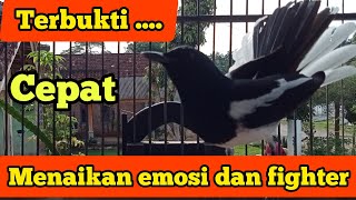 Cara Menaikan Emosi Kacer Dengan Cepat