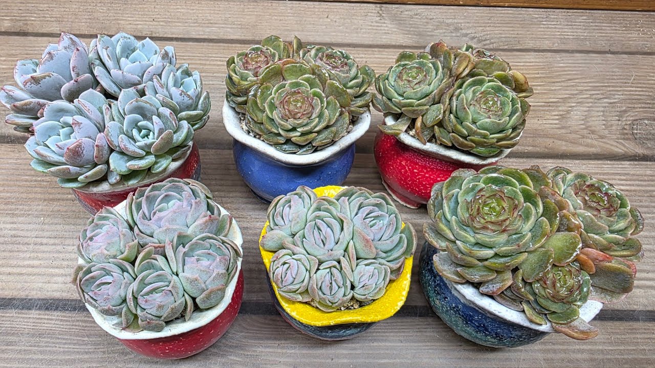 26.03.02.자몽젤리 &피치로즈 식재해요 