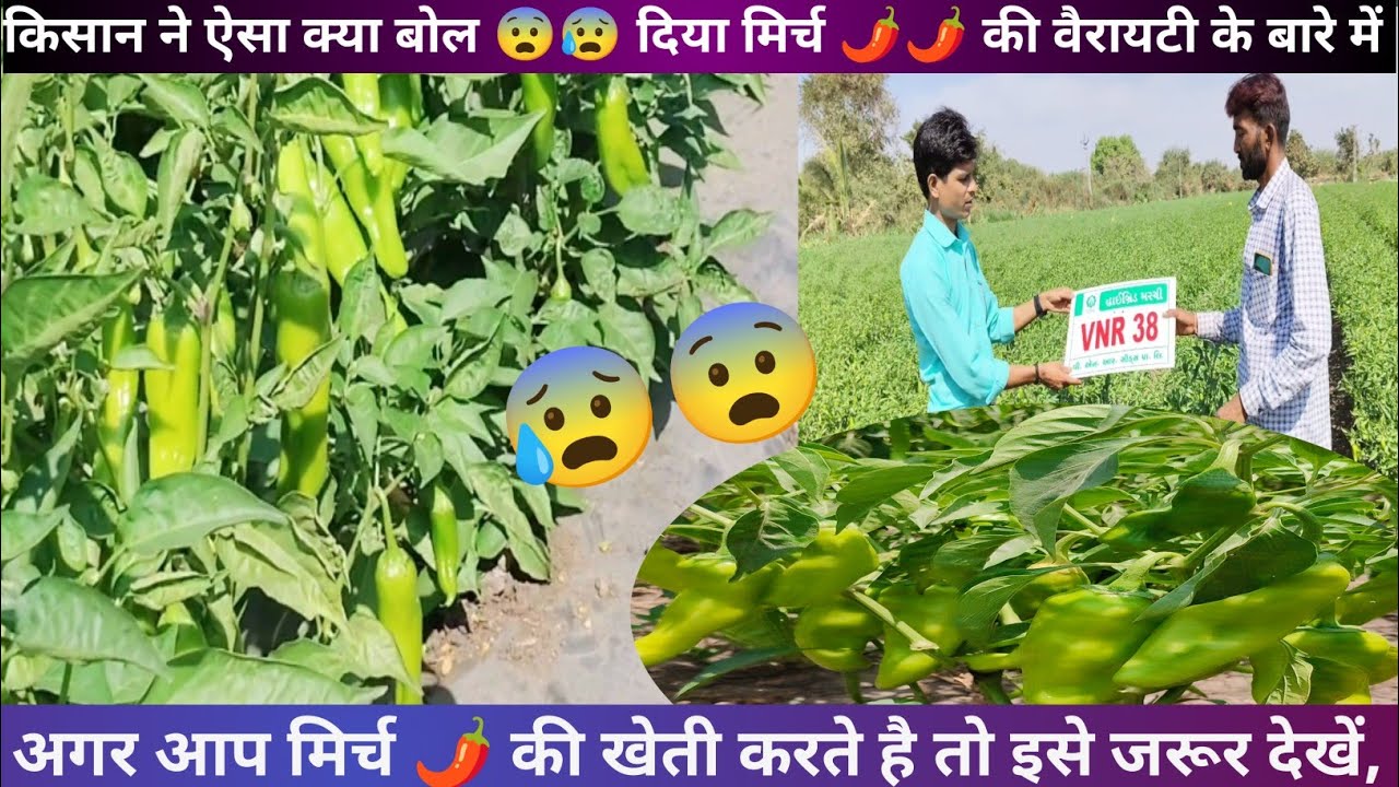 VNR- VNR-38 Chilli ||Farmer Feedback On field|| व्ही एन आर 38 मिर्च ||किसान क्यों ऐसा कह रहा हैं 😰😰