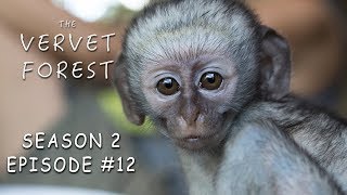 Baby Monkeys Make Friends and Join Their New Foster Troop  Vervet Forest  S2 Ep12