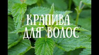 Как отрастить волосы!Крапива для волос!