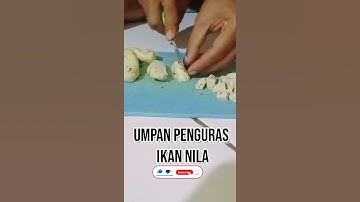 Thumbnail of UMPAN PENGURAS IKAN NILA PALING AMPUH DAN PRAKTIS! #Umpanikannila #short #shorts