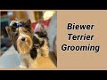 How to groom a Biewer Terrier