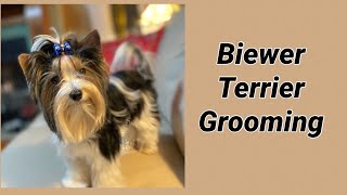 Grooming a Biewer Terrier.