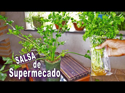 Vídeo: Propagar Salsa - Como Cultivar Salsa a partir de Estacas e Sementes