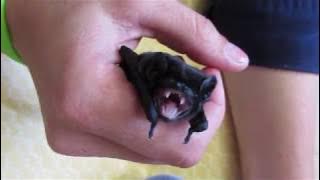 Baby bats running amok