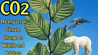 Exploring The Devastating Effects Of Climate Change On Wildlife And Ecosystems