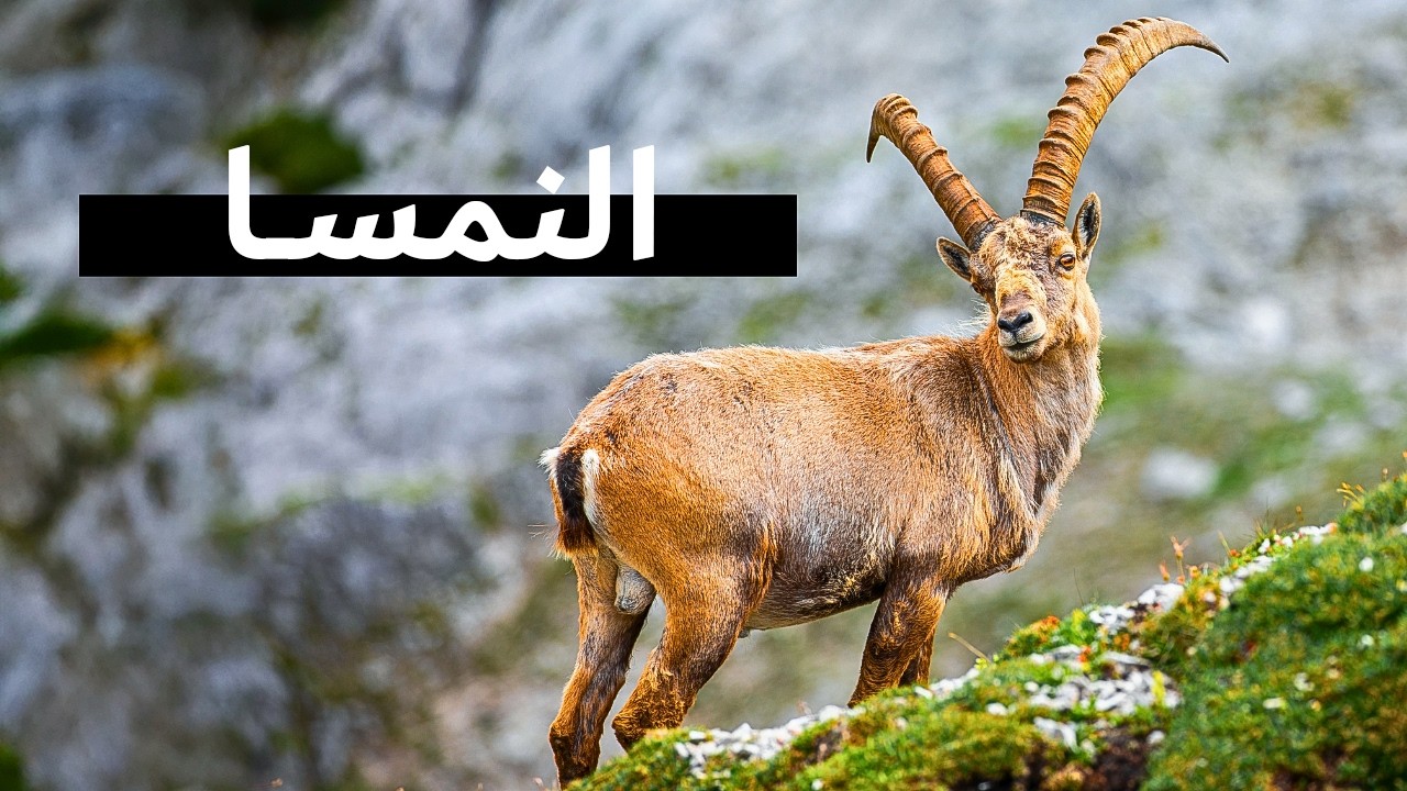 وثائقي السفر في النمسا | و3 أيام في ليختنشتاين