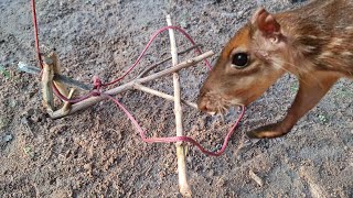 Armadilha de laço para pegar animais - Sobrevivência na Selva