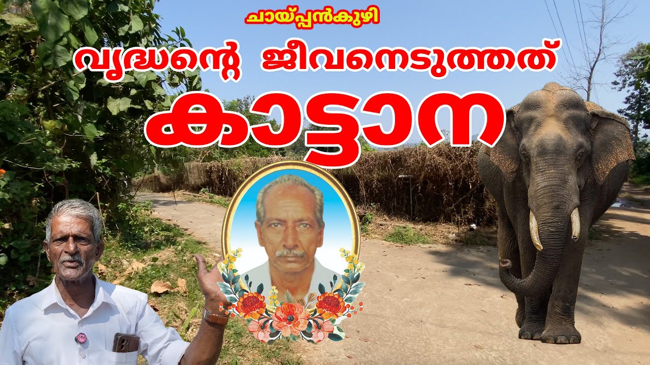 ചായപ്പൻകുഴിയിൽ വൃദ്ധന്റെ  ജീവനെടുത്ത് കാട്ടാന  