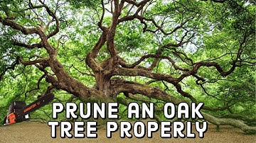 How to Prune an Oak Tree Properly 🌳 | DIY