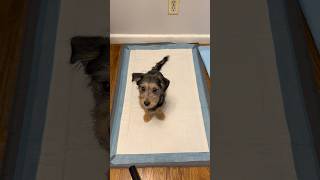 Protect Your Floors With This Dog Pee Pad Holder 🐶✨ #shorts