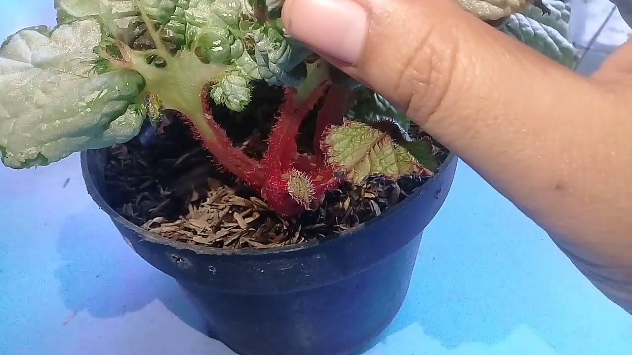 Mengenal Tanaman Begonia Berkebun Eps 01 Youtube