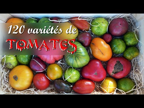 Vidéo: Variétés Intéressantes De Tomates, De Piments Forts Et Doux
