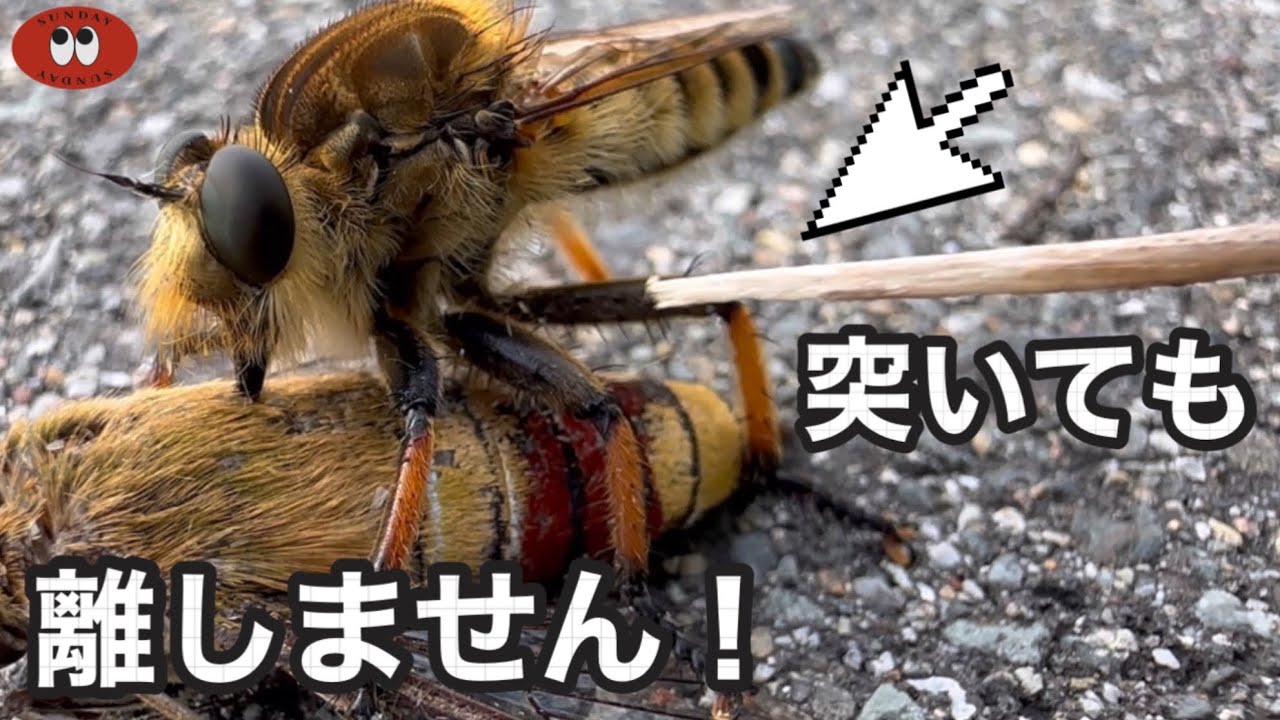 小枝でつついても、獲物を離さないシオヤアブ