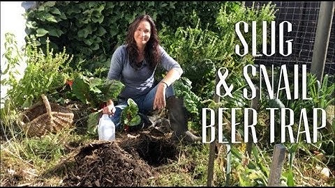 How to STOP Slugs & Snails - Make a Beer Trap