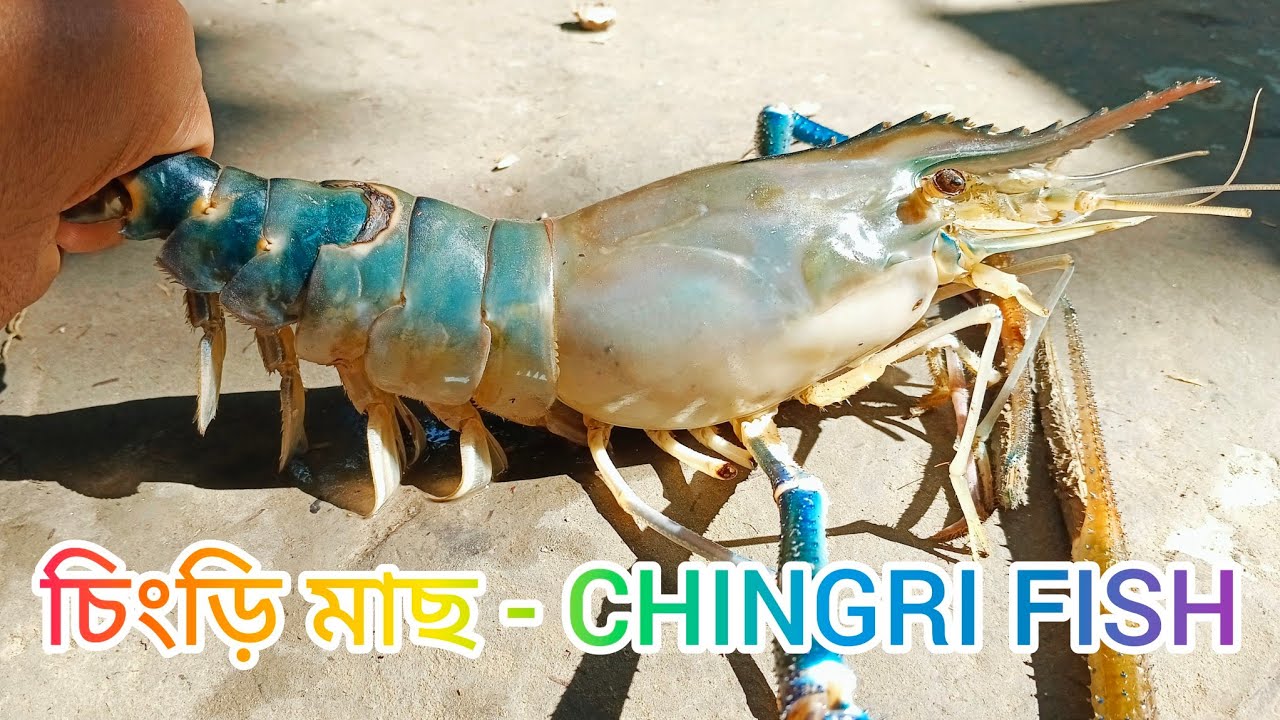 Big Green Prawns Cleaning By ExpertFish Cutter | Fish Cutting In Bangladesh