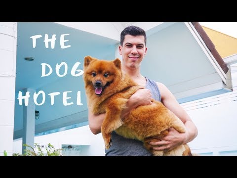 فندق الكلاب | The dog Hotel Bangkok
