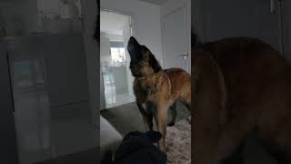 A LEONBERGER TALKS TO HER DAD #dog #leonberger #funny #dogtalking dogta