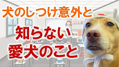 愛犬が大好き 帝塚山ハウンドカム Houndcom公式