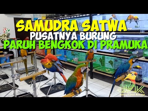 Video: Haruskah saya membeli Macaw atau Grey Afrika?