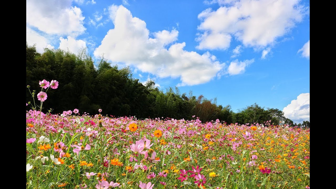 เที่ยวเขาค้อ ไร่ BN ทุ่งดอกคอสมอส (Cosmos flower) ปี 60