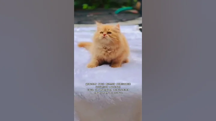 Video 10630021: exotic male kitten, exotic kitten cute, kitten cute pets, quality male kitten