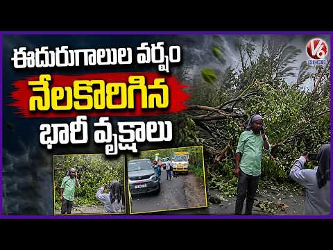 Gusty Winds Uproot Trees On Neelvai Chennur Main Road In Mancherial, Traffic Disrupted | V6 News - V6NEWSTELUGU