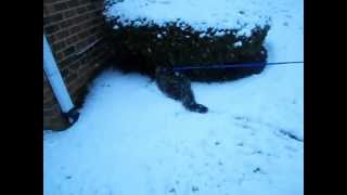 Maine Coon named Oscar's Continued Adventure in the snow