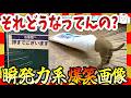 【🔥爆笑】それどうなってんの!?ってなる瞬発力系面白画像&映像集!
