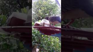 Cu gáy môi trần