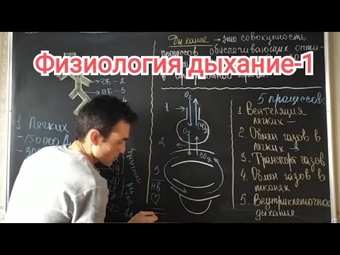 Физиология дыхание. Общая характеристика.