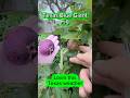 Texas Blue Giant Fig Tree Ripening in Texas Heat | Breba & Main Crop Figs Growing