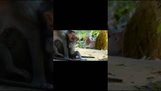 Team Family Amber Group Monkey At Bayon Temple Sr