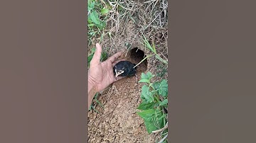it turns out there was a bird in the hole #shortvideo #nature #nest #explore #wildlife #trending