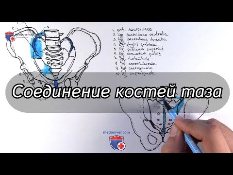 Анатомия соединений костей таза - meduniver.com