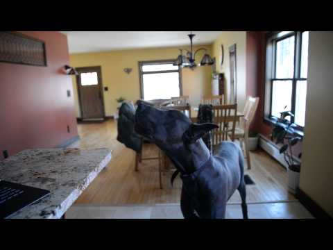 guaranteed to make your howl blue great dane howling guaranteed to make your howl guaranteed to make your howl blue great dane howling guaranteed to make your howl