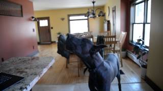 Blue Great Dane Howling. Guaranteed to make your dog howl!!!!!!!