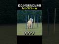 どこかで見たことあるレトリバーｗ