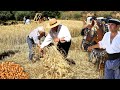 La siega y la trilla del trigo obtencin tradicional del grano con hoces y caballos  documental