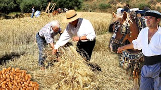 The harvest and the threshing of the wheat. Traditional obtaining of grain with sickles and horses