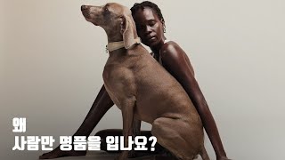 반려동물 의류계의 에르메스라 불리는 이 브랜드