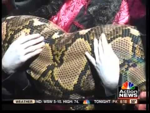 Largest snake living in captivity Medusa sets world record