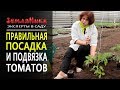 Как правильно посадить помидоры. Высадка и подвязка томатов. Экспертный совет. 0+