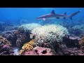 Saving The Great Barrier Reef - BBC Click