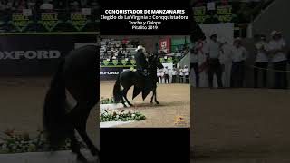 CONQUISTADOR DE MANZANARES TROCHA Y GALOPE #trochaygalope #horse #shortsvideo