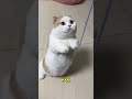 liat ettitud kucing ini kepada majikannya🐱 #fyo #shorts #animals #kucing