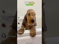 Ranking the cutest dogs in water 🥹 #shorts